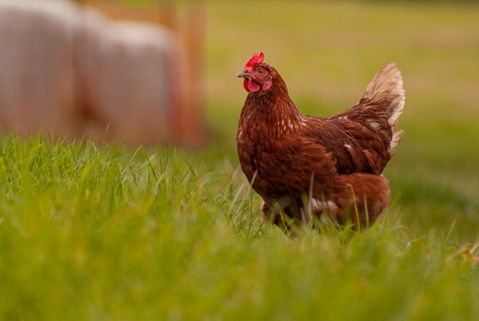 High court rejects challenge to state farm animal law