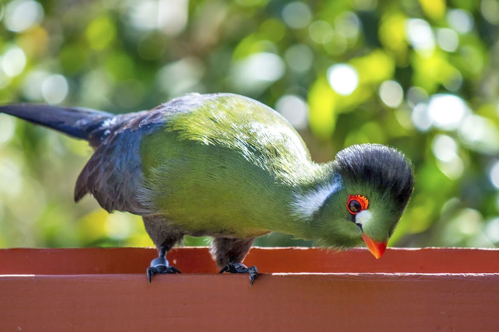 Trivia Night Coming to Charles Paddock Zoo