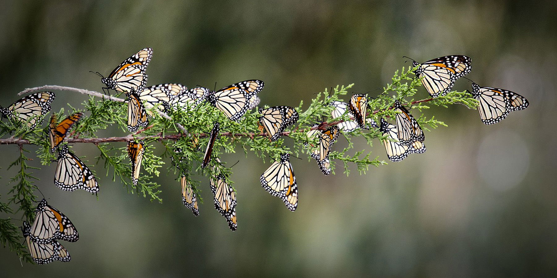 Pismo Preserve Closes Until Further Notice