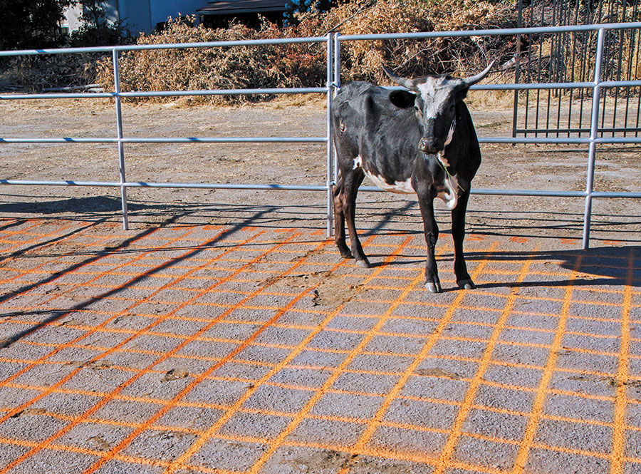 Cow Pie Bingo
