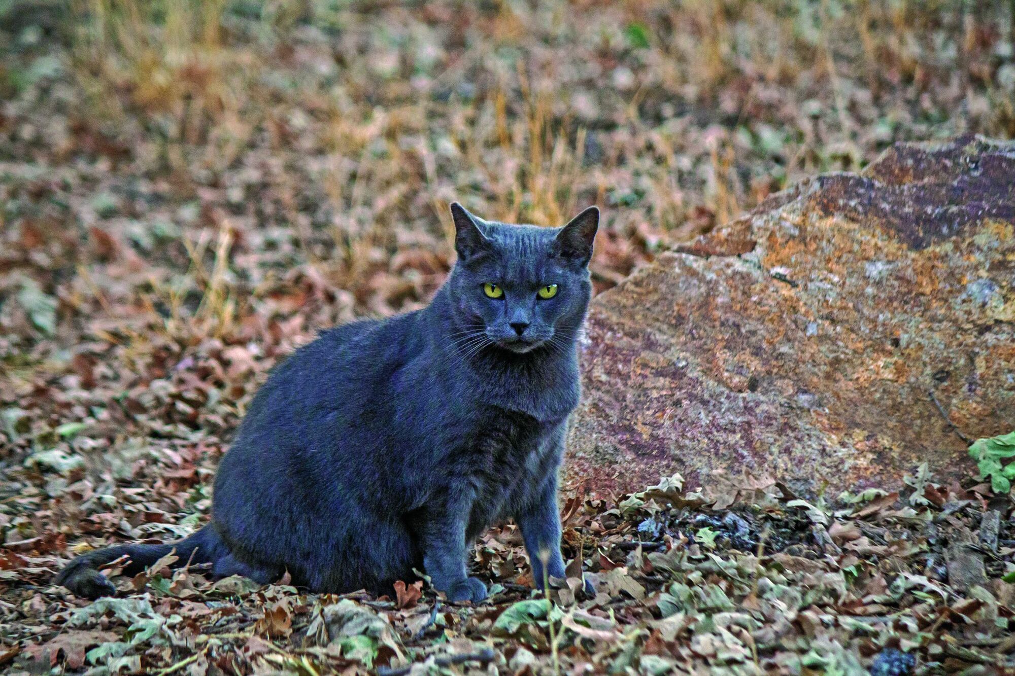 COLONY CATS