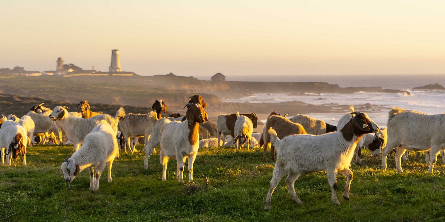 Hundreds of Goats Mow Coastal Prairie