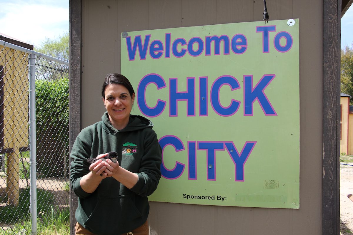 Charles Paddock Zoo Celebrates Spring with Baby Chicks