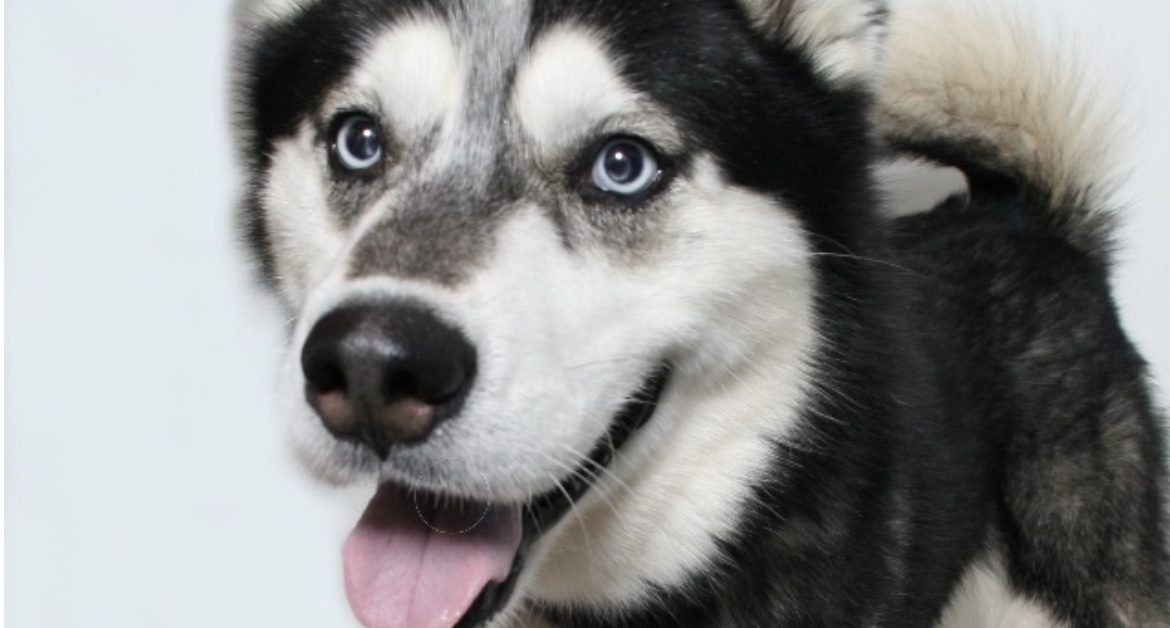 Woods Humane Society SLO hosts Electric Doggy Carnival Nights