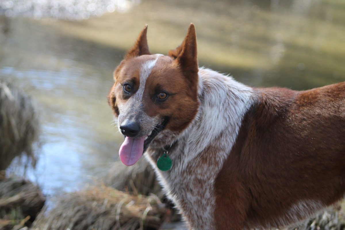 CCHDR Pet of the Week: Banjo!