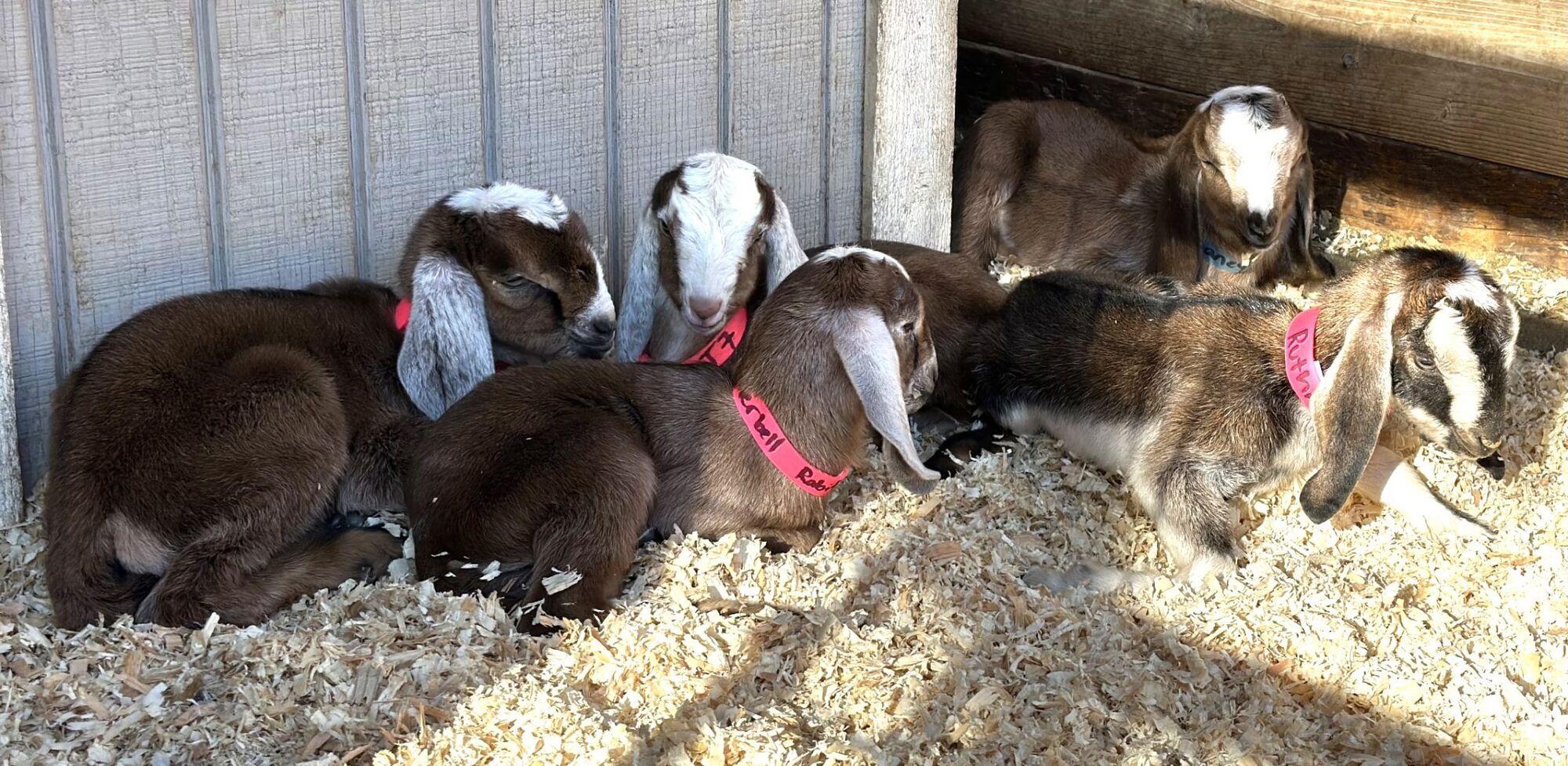 Shady Oaks Farm welcomes this year's baby goats