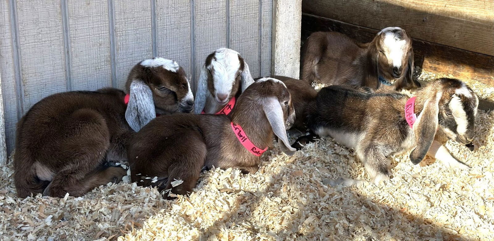 Shady Oaks Farm welcomes this year's baby&nbsp;goats