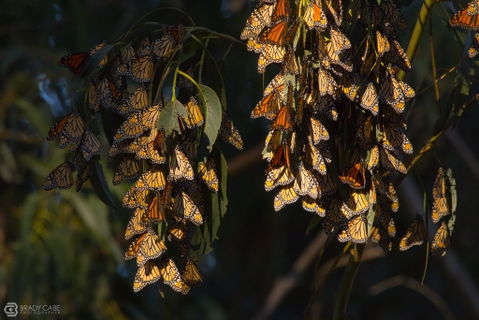 It’s Not Just the Bees, Butterflies are Disappearing Too