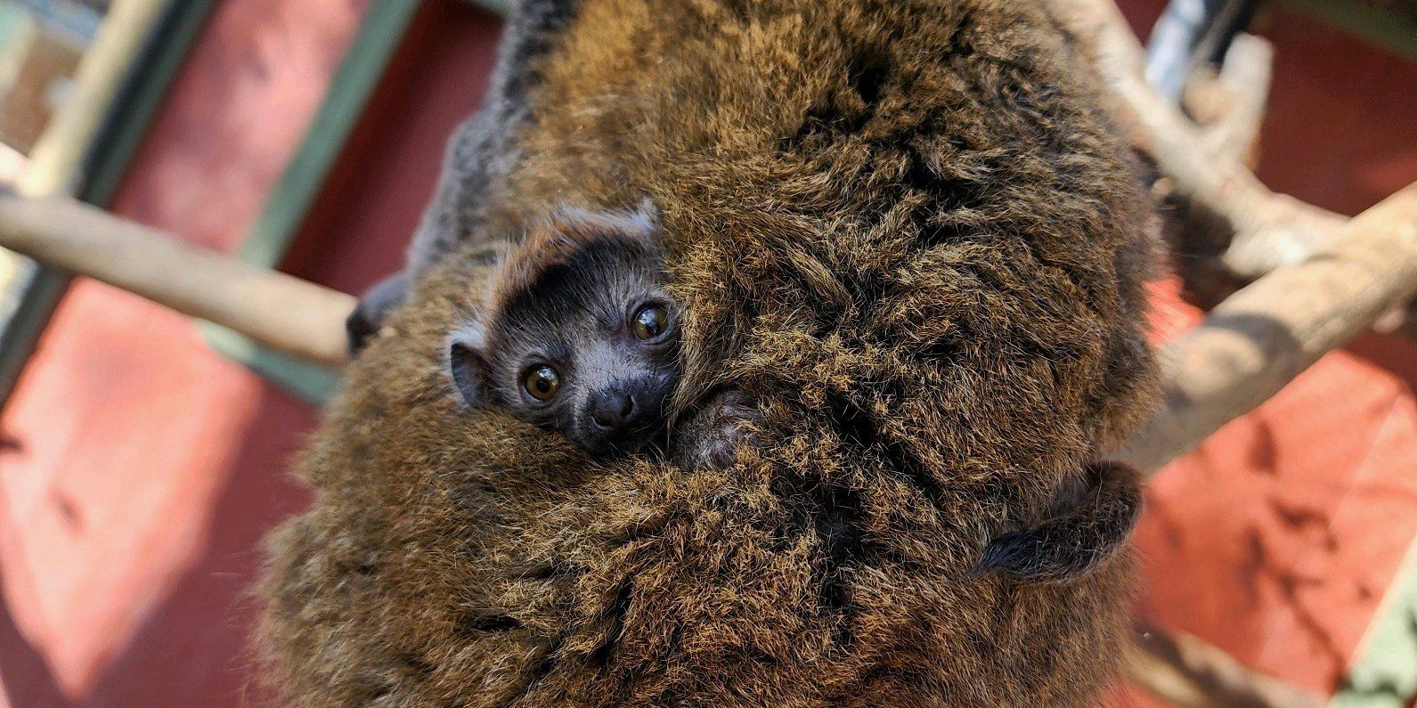 Baby Mongoose Lemur born at the Charles Paddock Zoo
