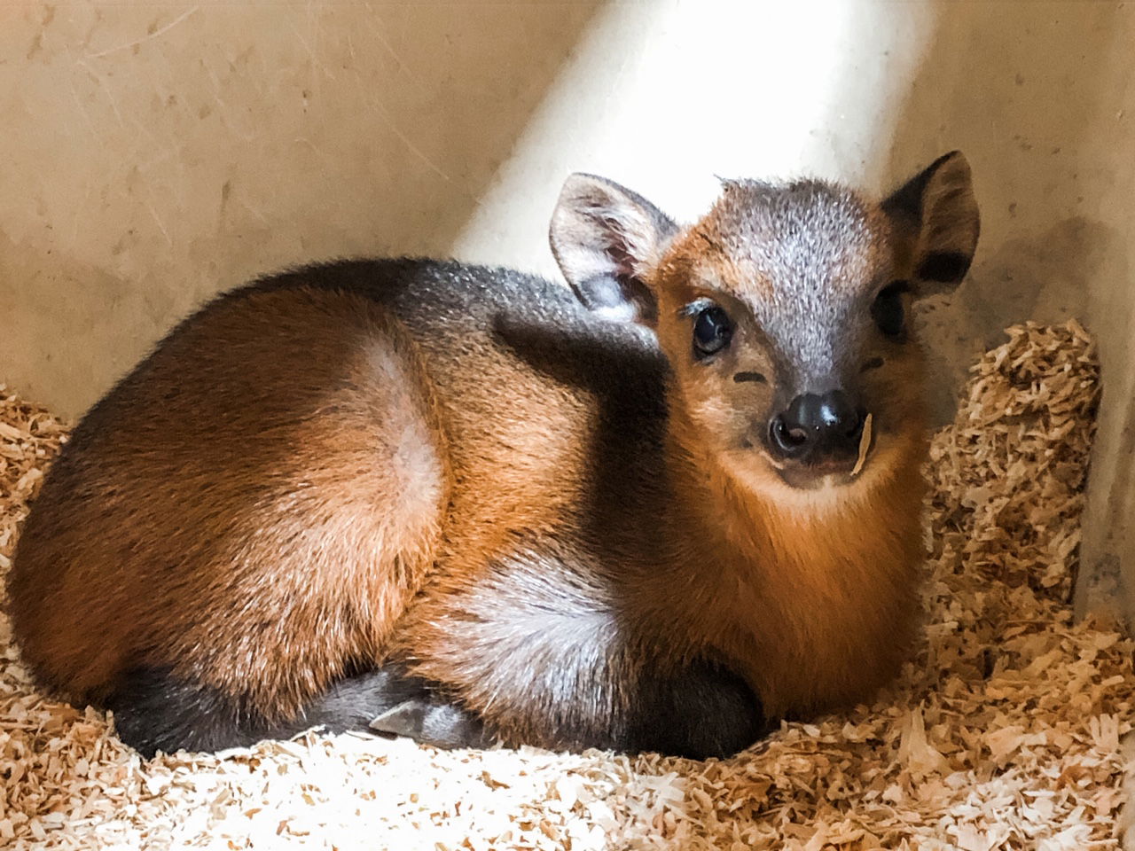 Red Flanked Duiker Born at Local Zoo