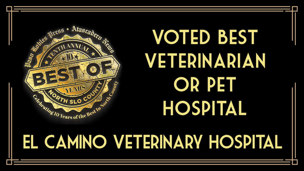 Best of 2023 Winner: Best Veterinarian or Pet Hospital