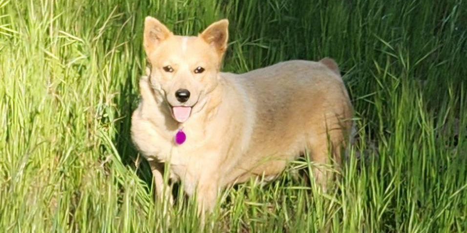 CCHDR Pet of the Week: Carol!