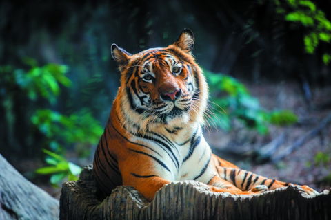 Central Coast Zoo mourns loss of beloved Tiger, Menderu