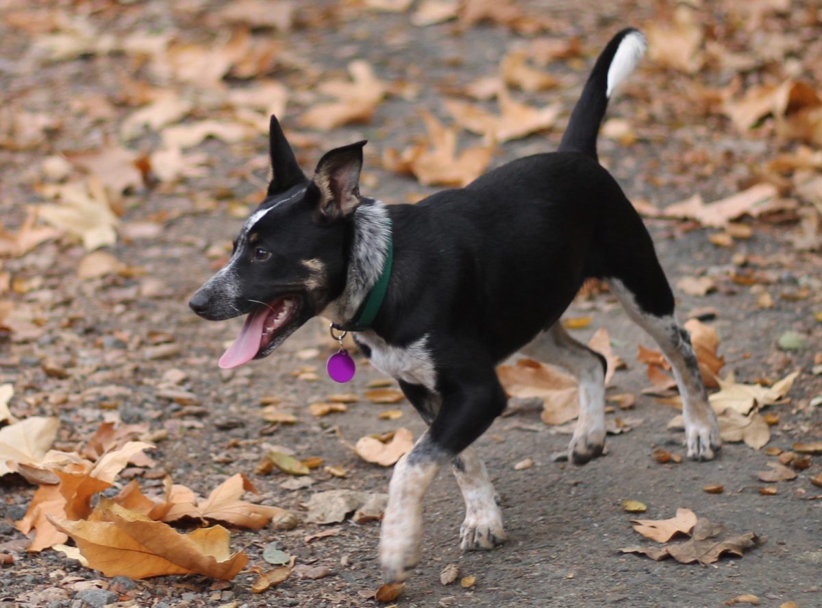 This week at Central Coast Herding Dog Rescue!