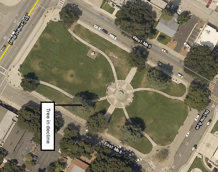 Heritage Deodar Cedar to Be Removed from Sunken Gardens This Week