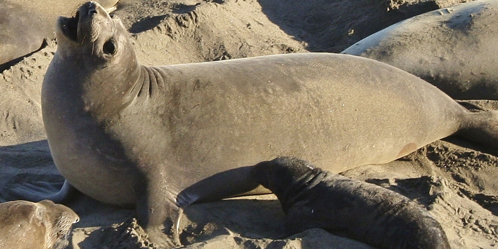 Volunteers Wanted for Elephant Seal Rookery