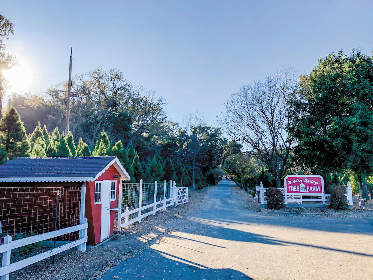 Hidden Springs Christmas Tree Farm Celebrates 60 Years