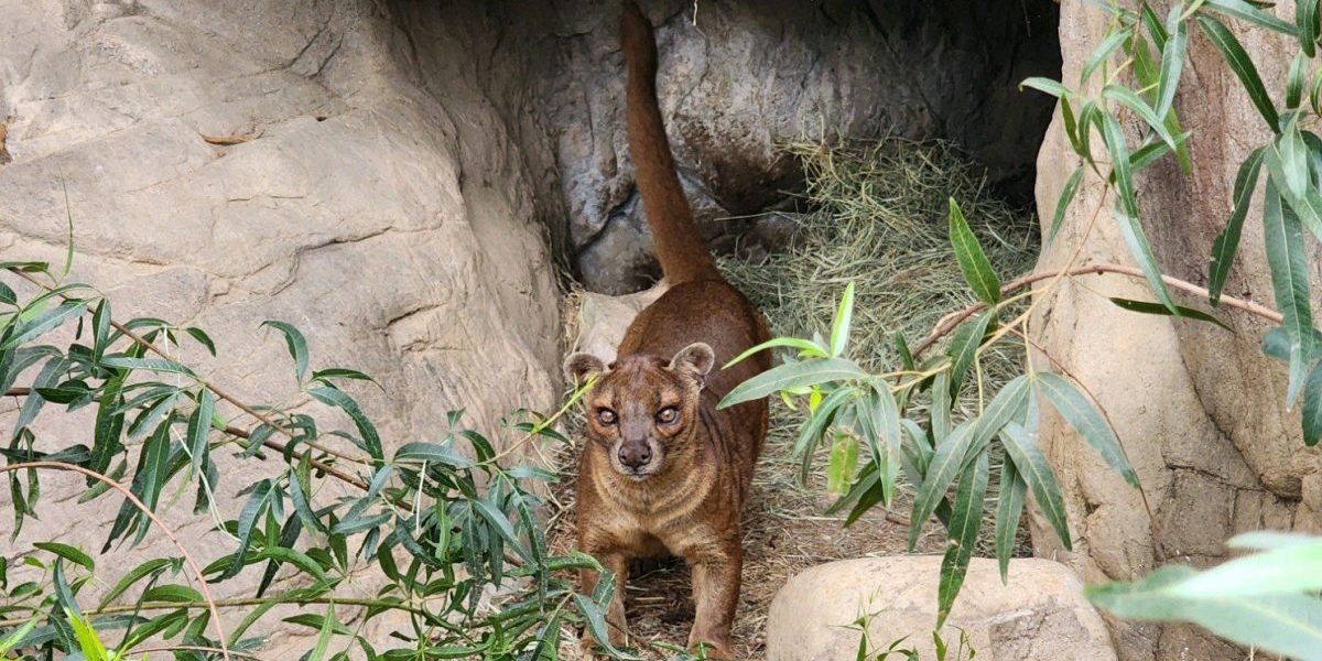 Fossa arrives at The Charles Paddock Zoo in time for Spring