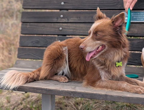 CCHDR Pet of the Week: Harley!