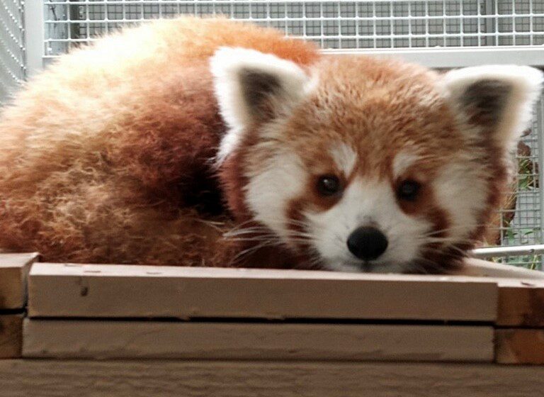 Charles Paddock Zoo announces new summer animals