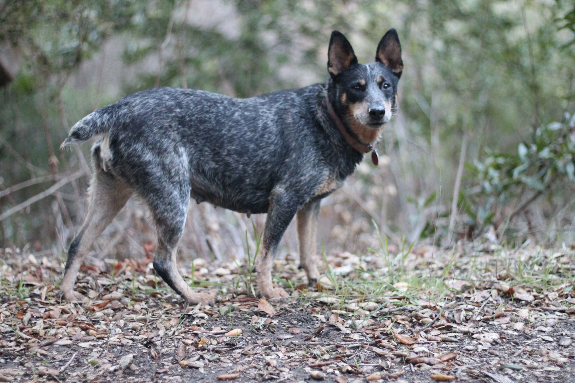 CCHDR Pet of the Week: Millie!