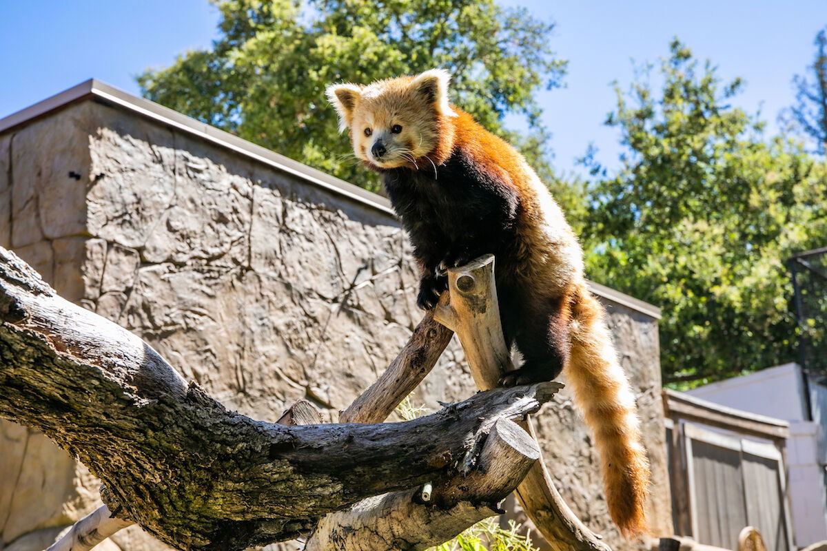 Charles Paddock Zoo Celebrating International Red Panda Day