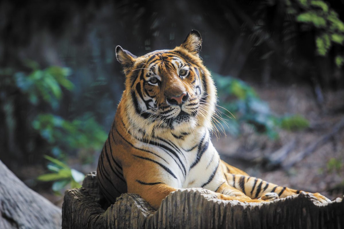 Charles Paddock Zoo’s Birthday Invitation for Malayan Tiger Menderu