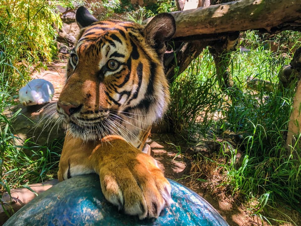 Atascadero Charles Paddock Zoo Sets a Date to Re-open