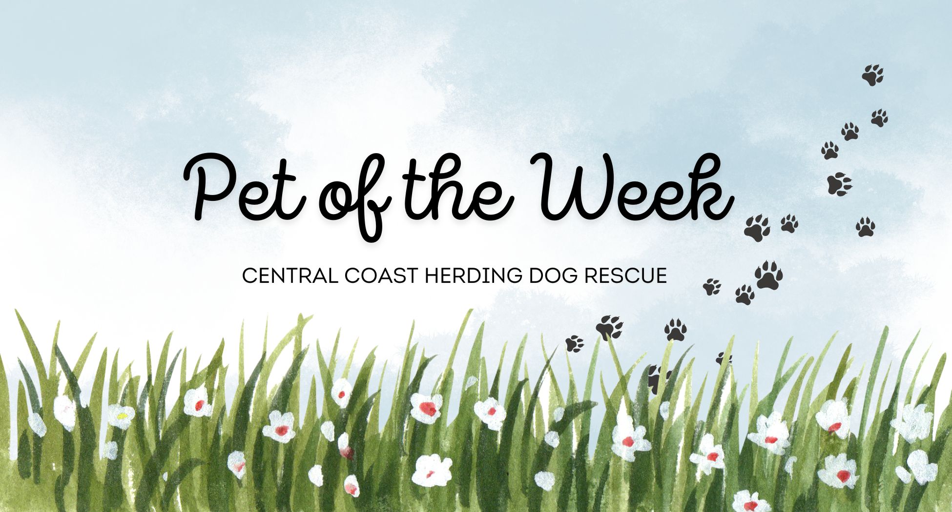 CCHDR Pet of the Week: Poppy!