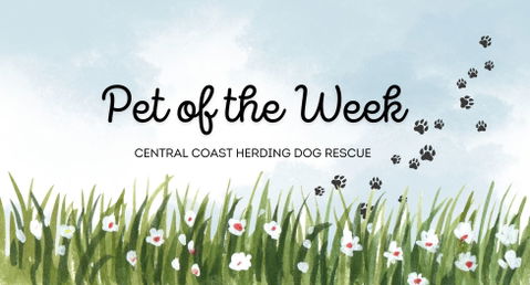 CCHDR Pet of the Week: Poppy!