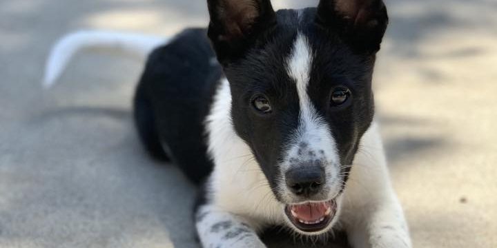 CCHDR Pet of the Week: Raylen!