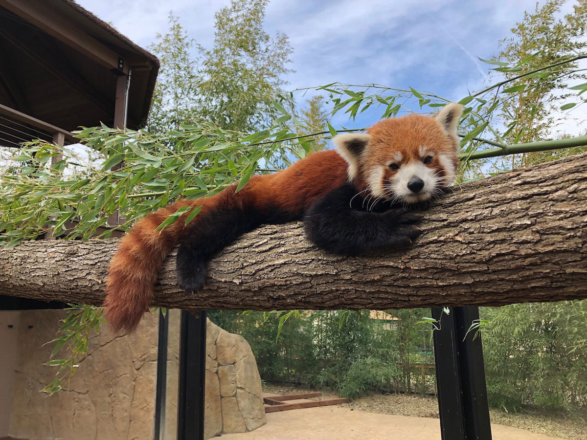 International Red Panda Day Comes to Charles Paddock Zoo