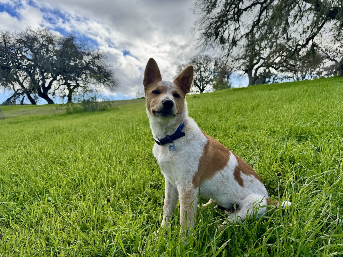 Hearts for Paws: How two Central Coast rescues are changing lives