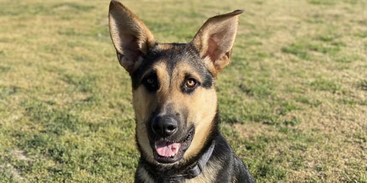 CCHDR Pet of the Week: Ryatt!