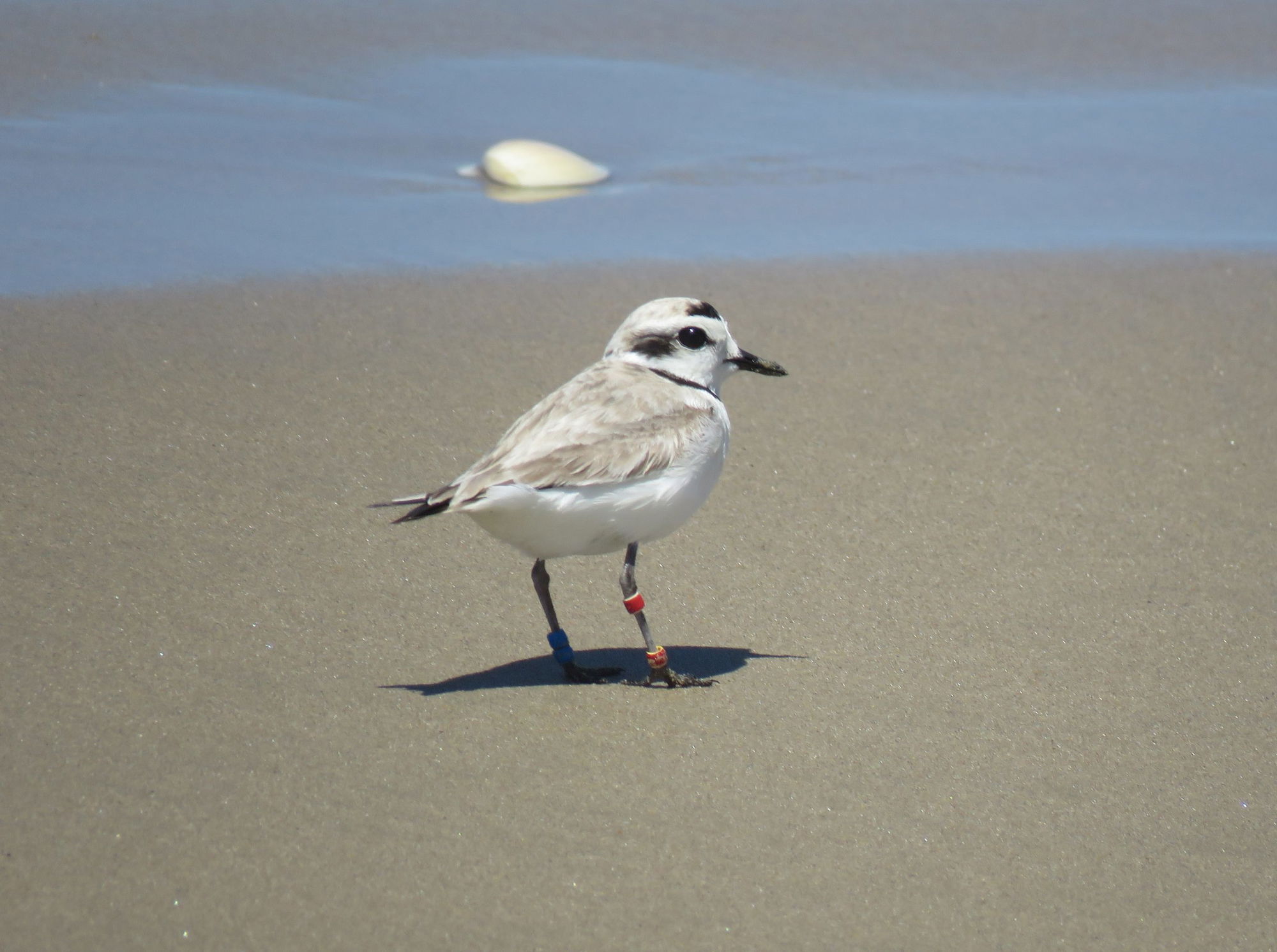 California Coastal Commission Orders Oceano Dunes to Remain Closed to Vehicles to Protect Nesting Shorebirds