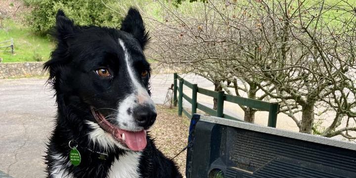 CCHDR Pet of the Week: Sport!