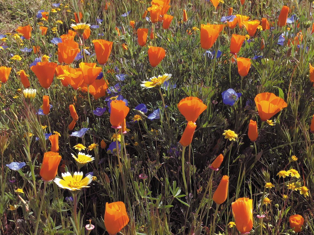 Superbloom on the Brain
