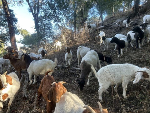 SLO Goats & Sheep performs weed abatement and more for Atascadero Cemetery District