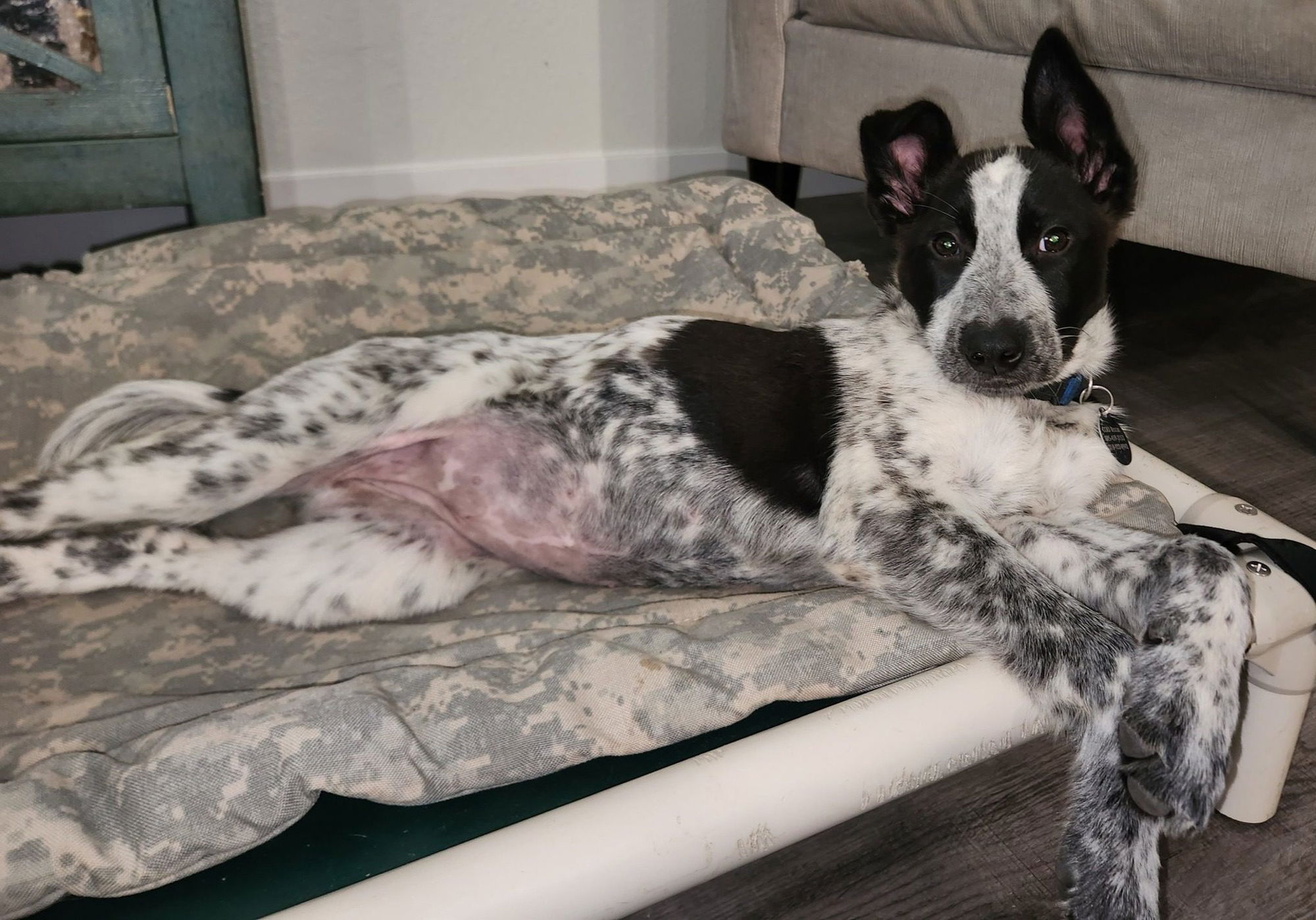 CCHDR Pet of the Week: Venus!