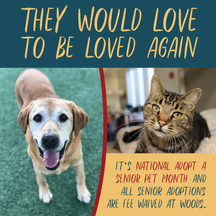 Woods Humane Society Waives Adoption Fees for Senior Pets in November