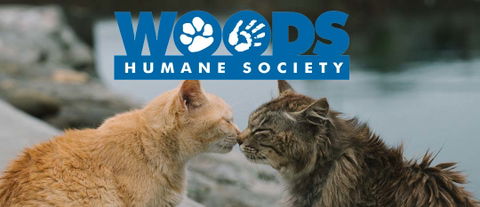 Woods Humane Society offers summer safety tips for pets