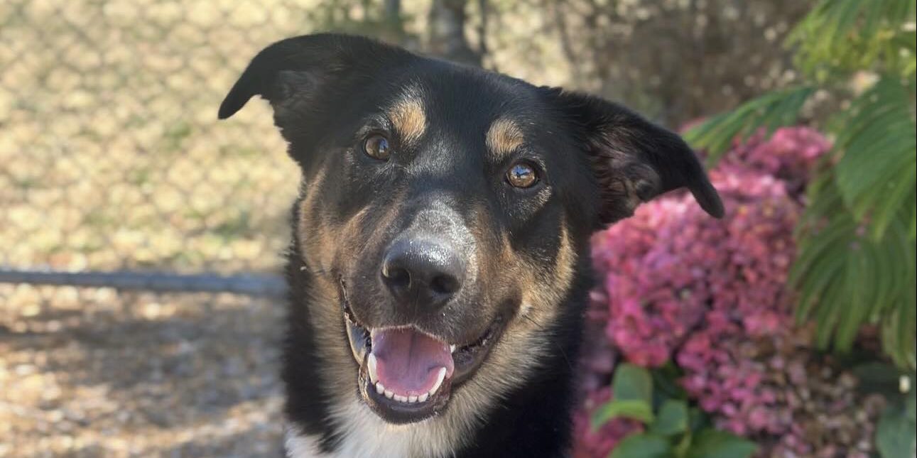 Woods Humane Society hosts biggest Pet Party on the Central Coast on Oct. 26