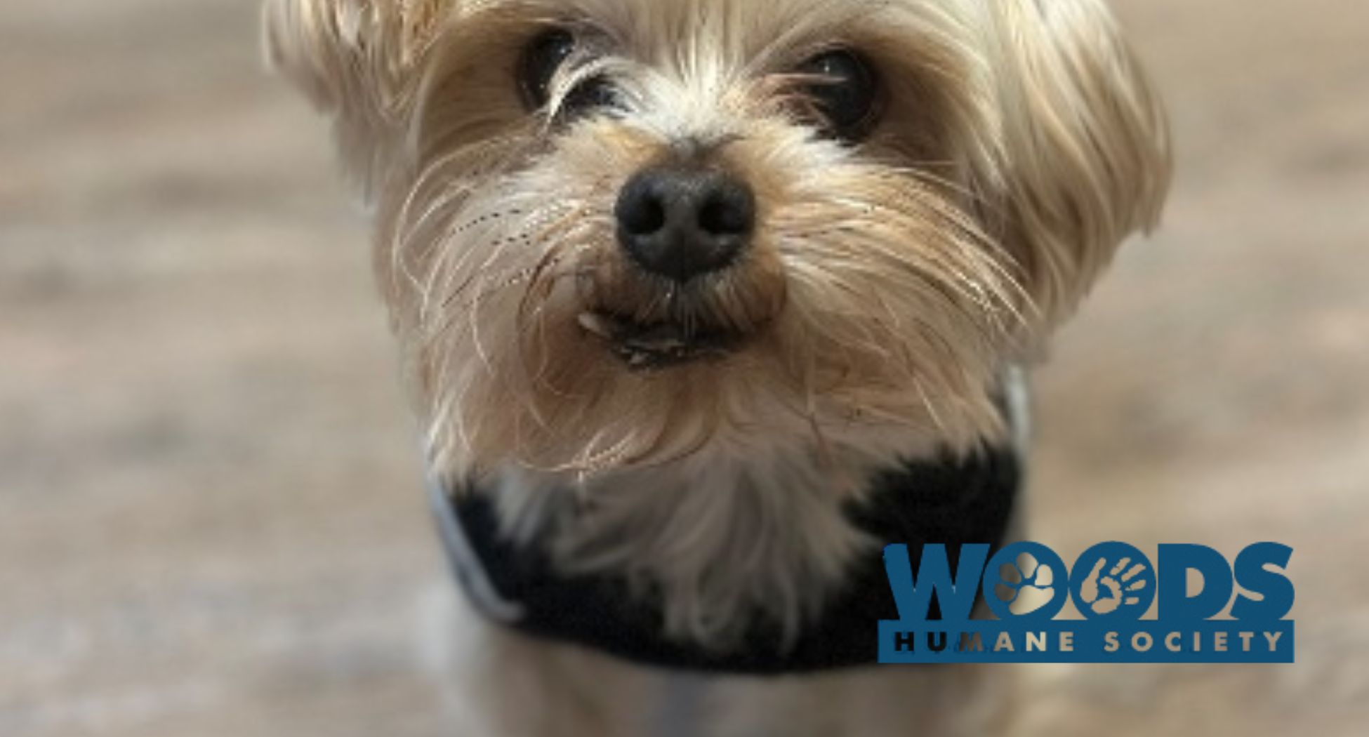 Woods Humane Society waives adoption fees for senior pets in November