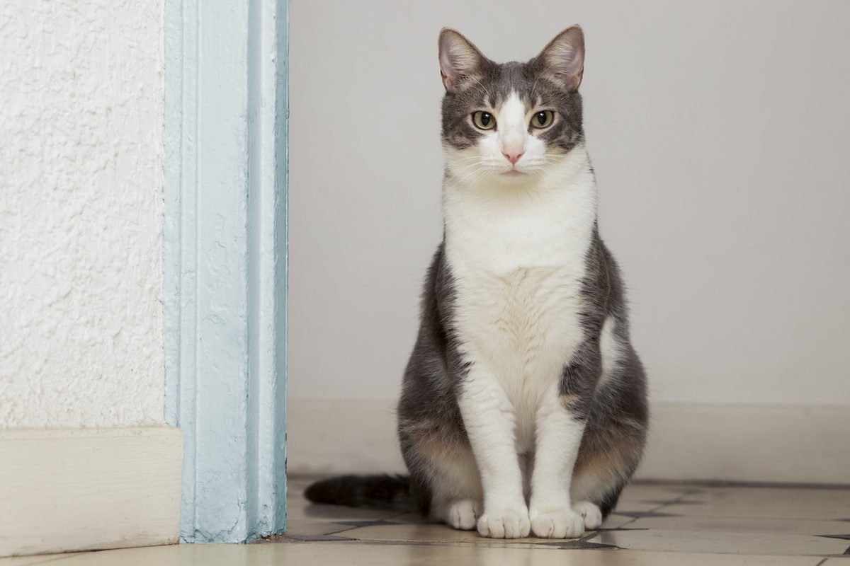 Cal Poly Cat Program urgently needs summer volunteers