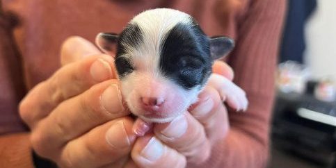 Woods Humane Society launches August match to double donations