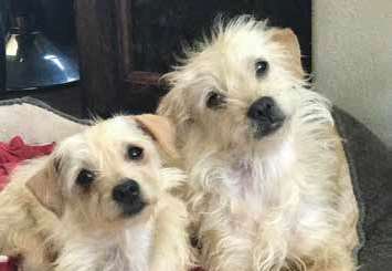 Pet Directory: May/June