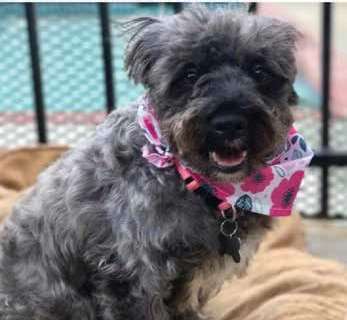 Pet Directory: July/August
