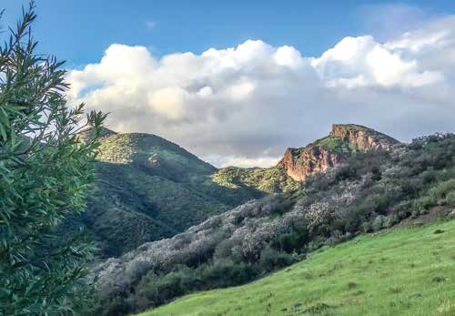 Recovery, Growth, and Spring Renewal