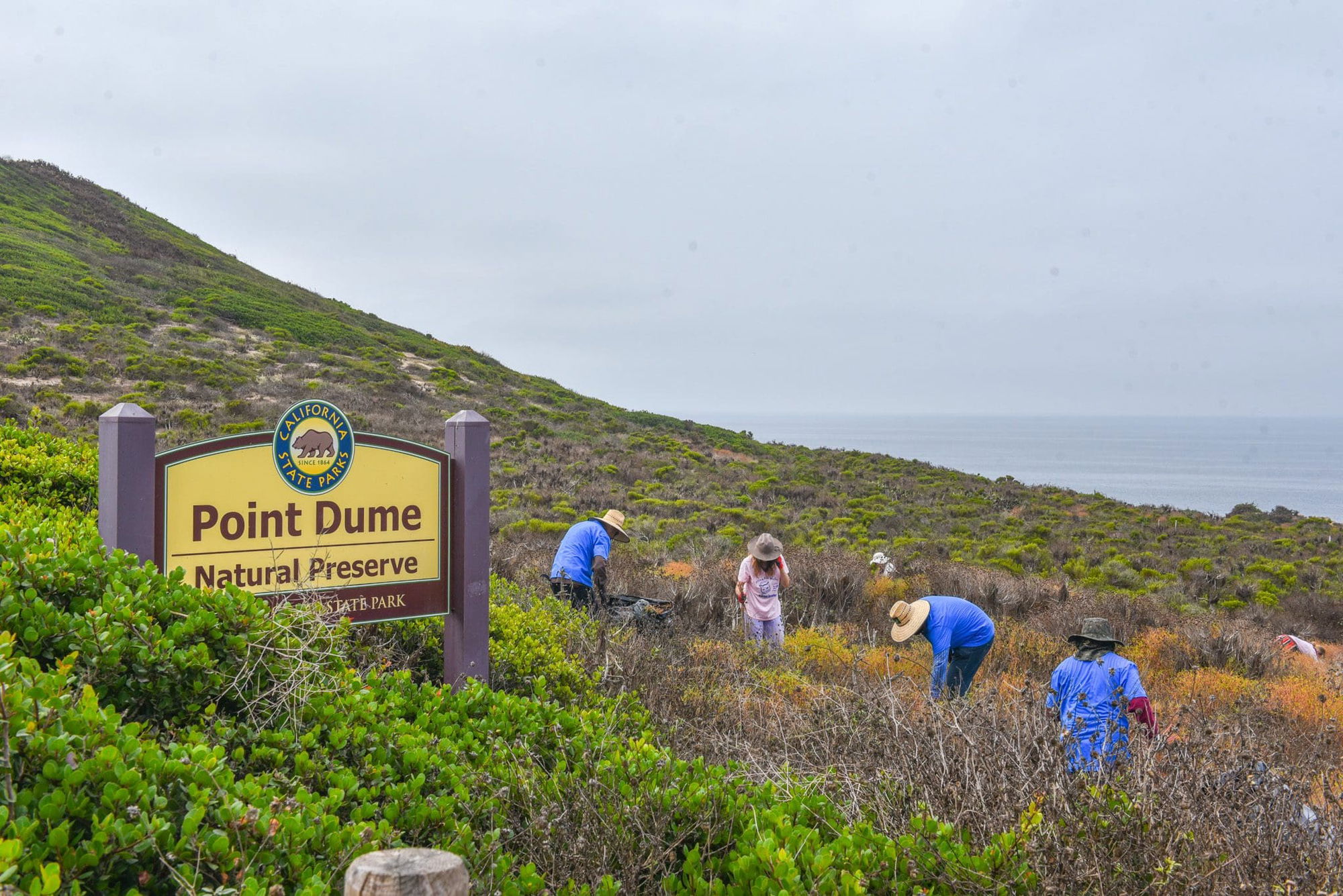 Volunteers needed for Point Dume Nature Preserve weeding day