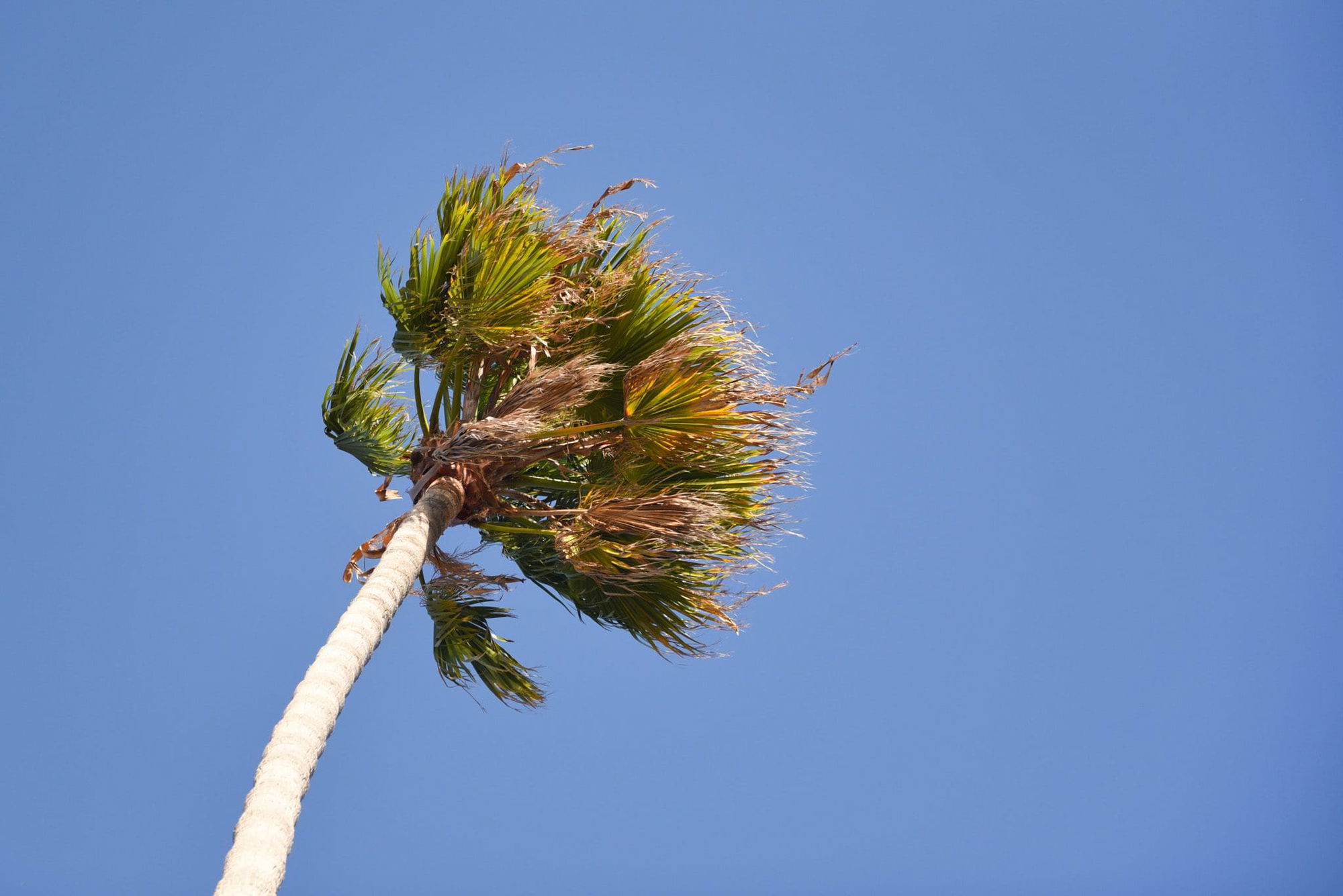 Potential SCE Power Shutoffs in most of Malibu Mon 11/4 - Thurs 11/7 due to hazardous fire weather